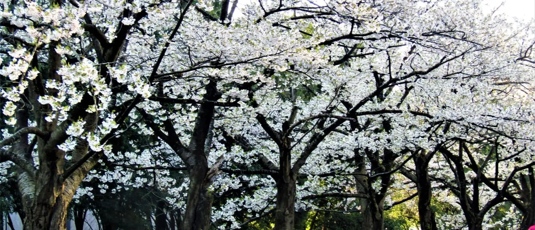 Best International Schools in Tsukuba