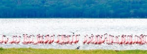 The Best International Schools in Nakuru - Kenya - Africa