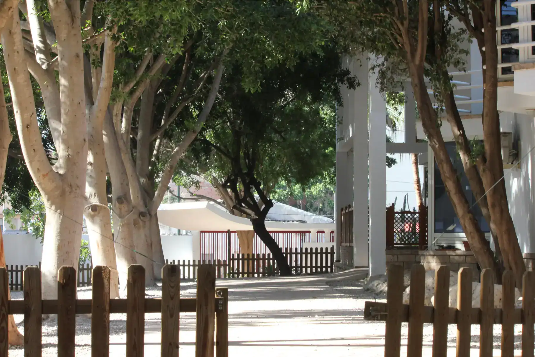 Lush green trees shading a modern school courtyard with white walls and wooden fences, ideal for students' outdoor activities.
