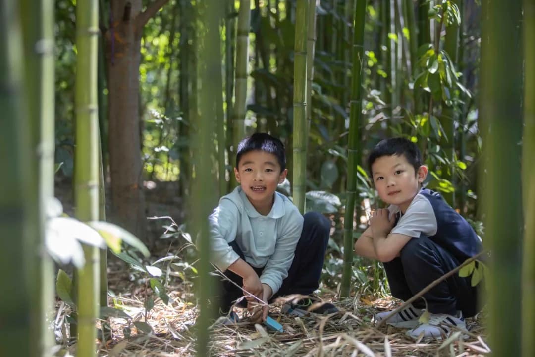 6. Bamboo Forest