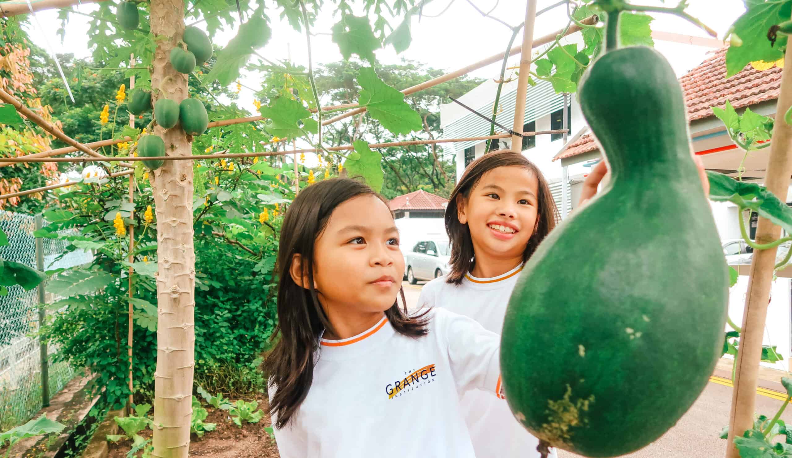 Vibrant school garden with children harvesting ripe green gourds, fostering hands-on learning and sustainability.