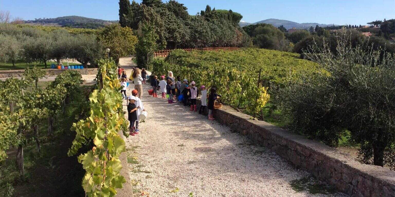 Vineyard educational outdoor activity with children, school field trip, learning about grapes, nature exploration, outdoor education.
