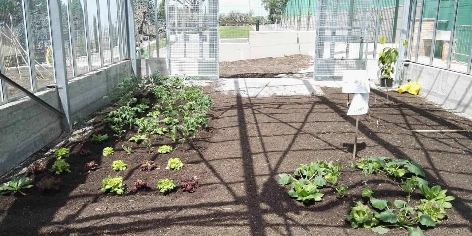 Young vegetable garden inside a greenhouse for educational purposes at a World Schools program.