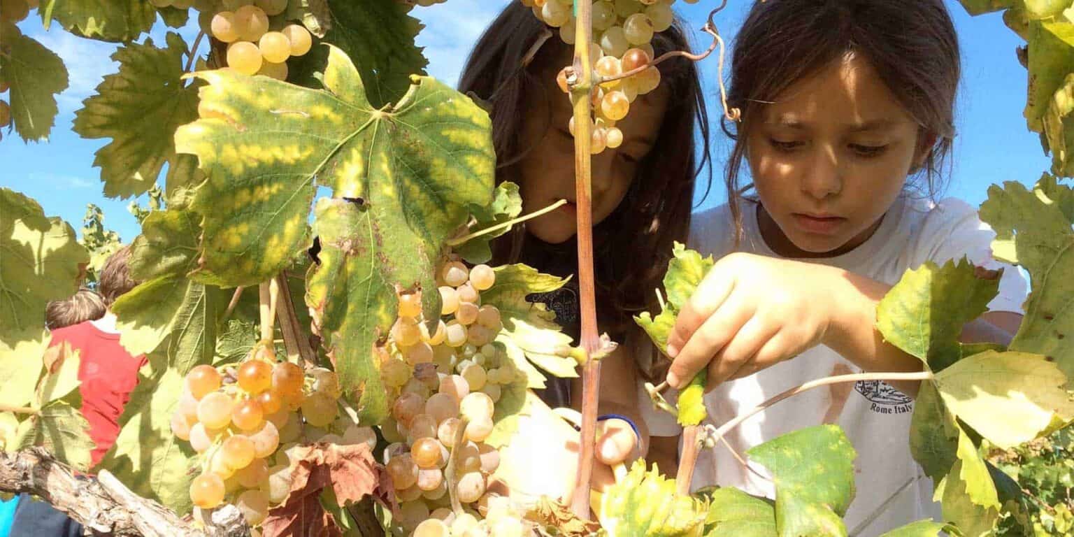Grape harvesting by students in a vineyard for educational and ecological learning.