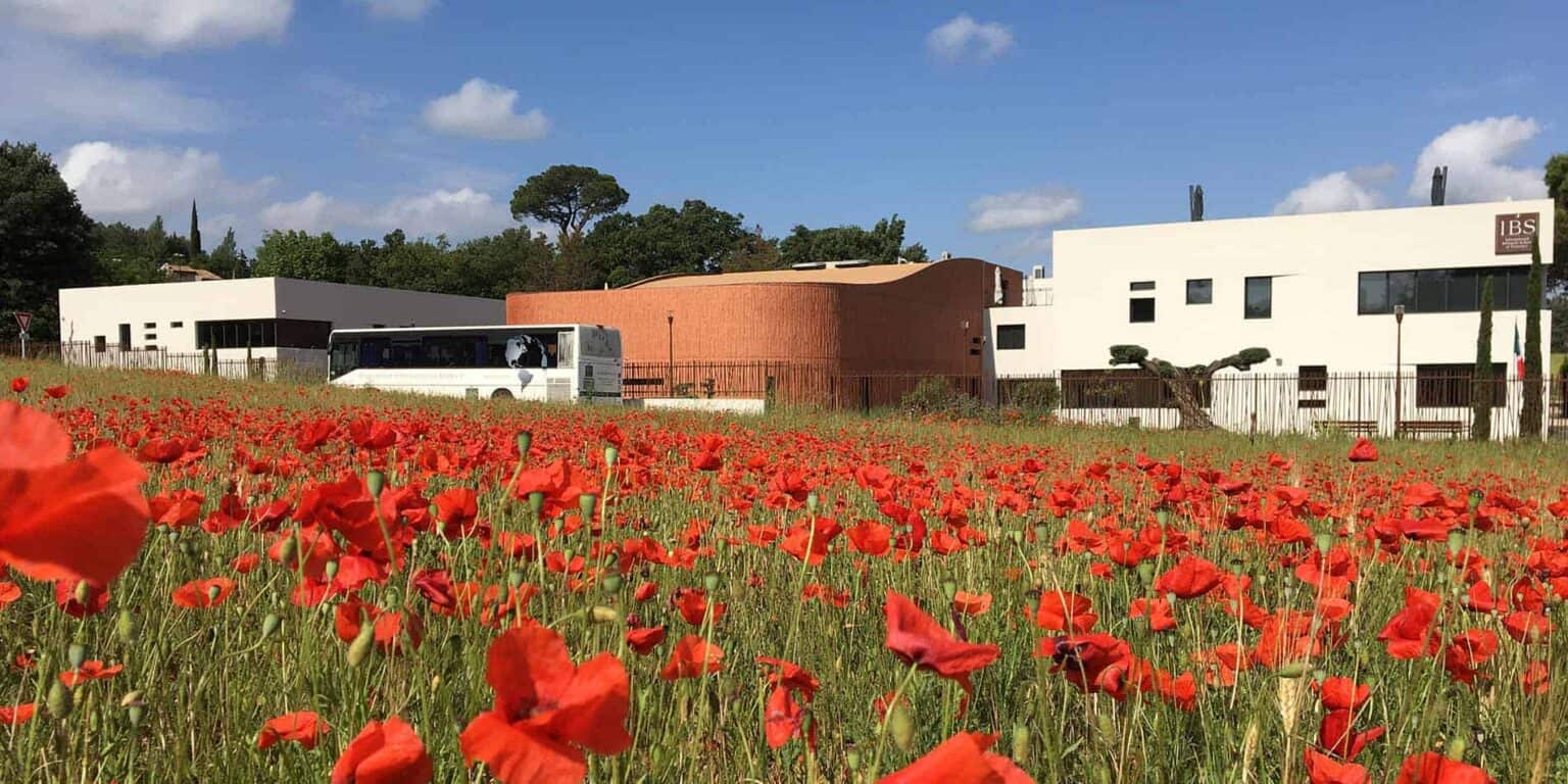 Modern school building with vibrant red poppy field in foreground, sunny sky, and lush greenery.