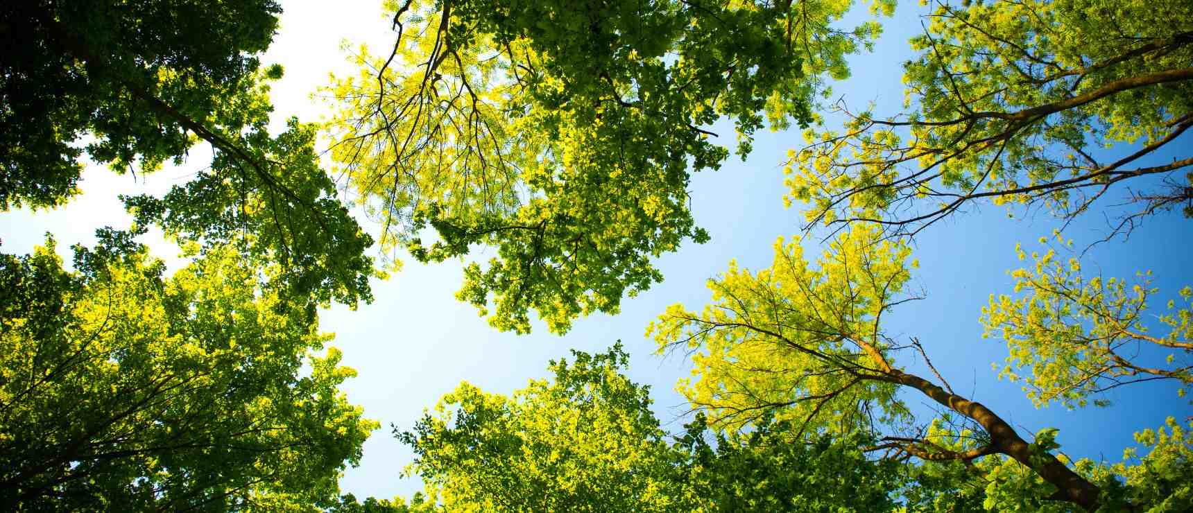 ISA Students Present at International School of Düsseldorf Earth Week