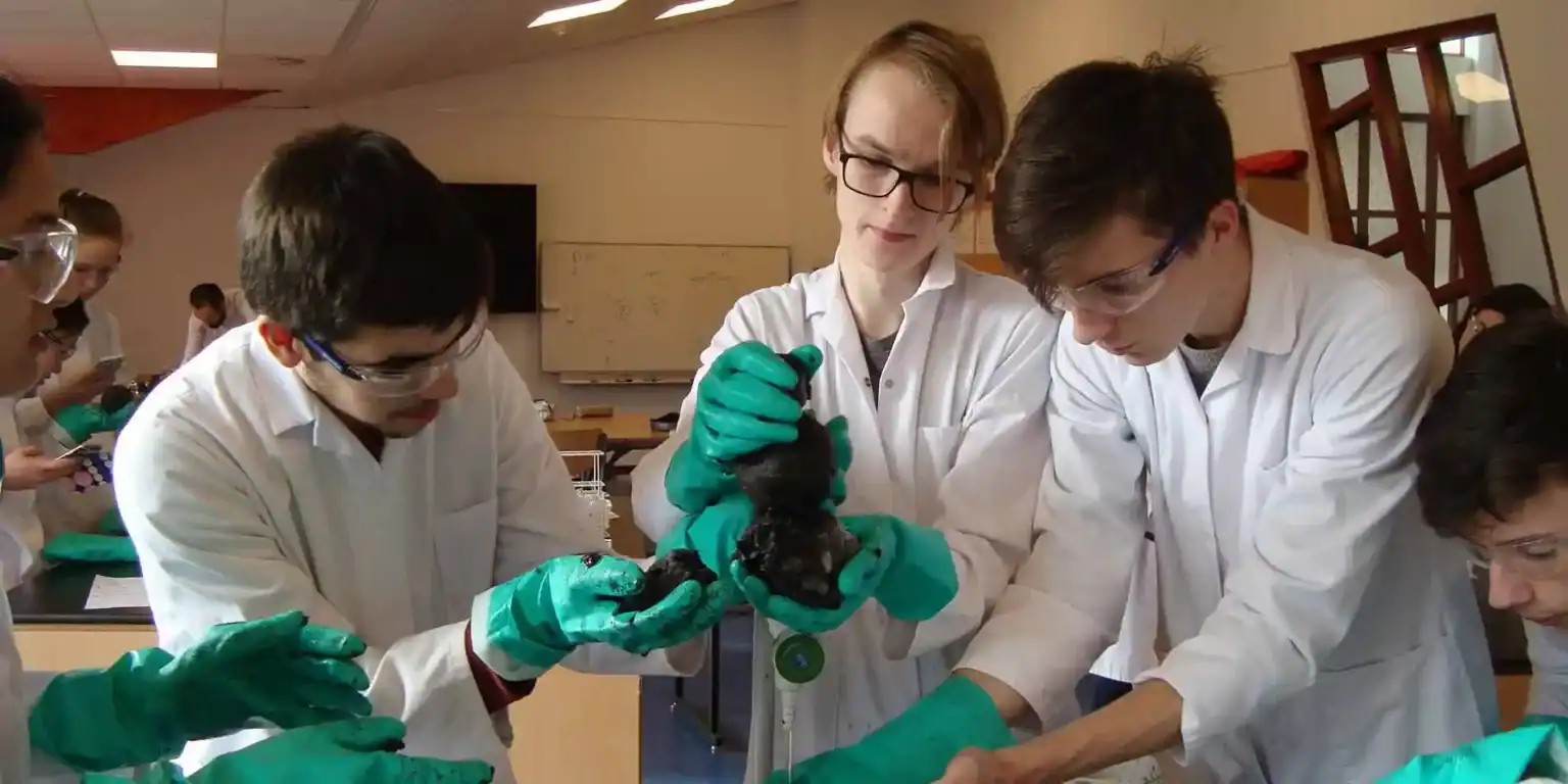 Młodzi uczniowie przeprowadzający eksperyment naukowy w laboratorium, noszący okulary ochronne i rękawiczki, uczący się wspólnie na zajęciach z przedmiotów ścisłych w szkołach na całym świecie.