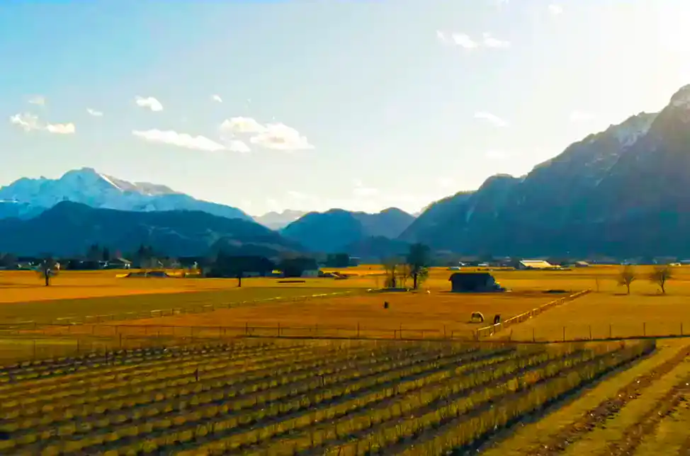 Lush green farmland with mountainous background and vibrant blue sky in scenic rural landscape.