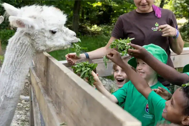 This Month at TASIS: June 2024 7 Llama and children enjoying farm activity at World Schools outdoor educational program.