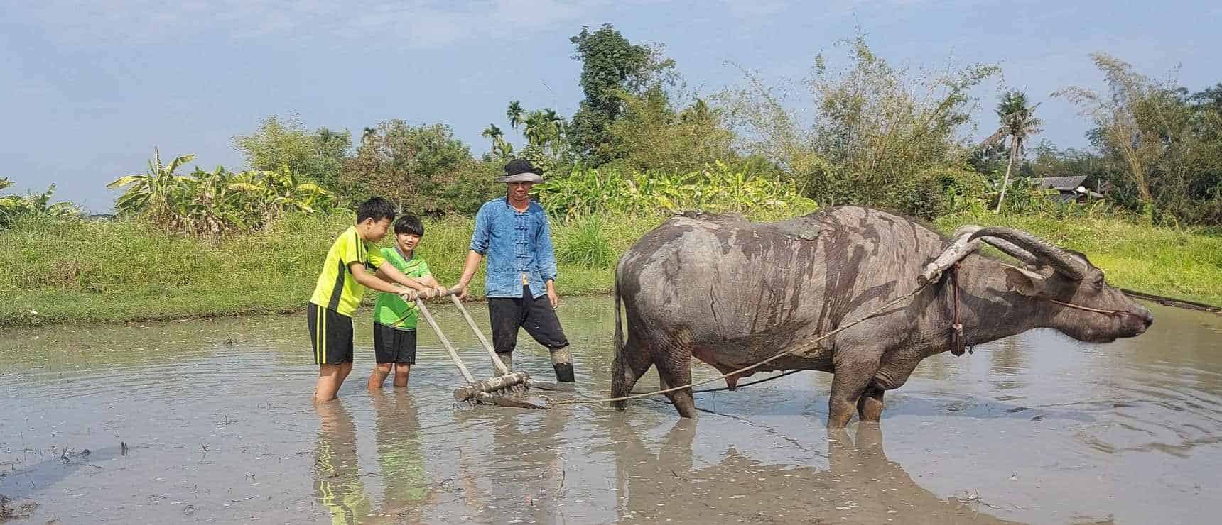 Children and teacher harvesting rice in a muddy field, showing traditional agriculture in rural Thailand.