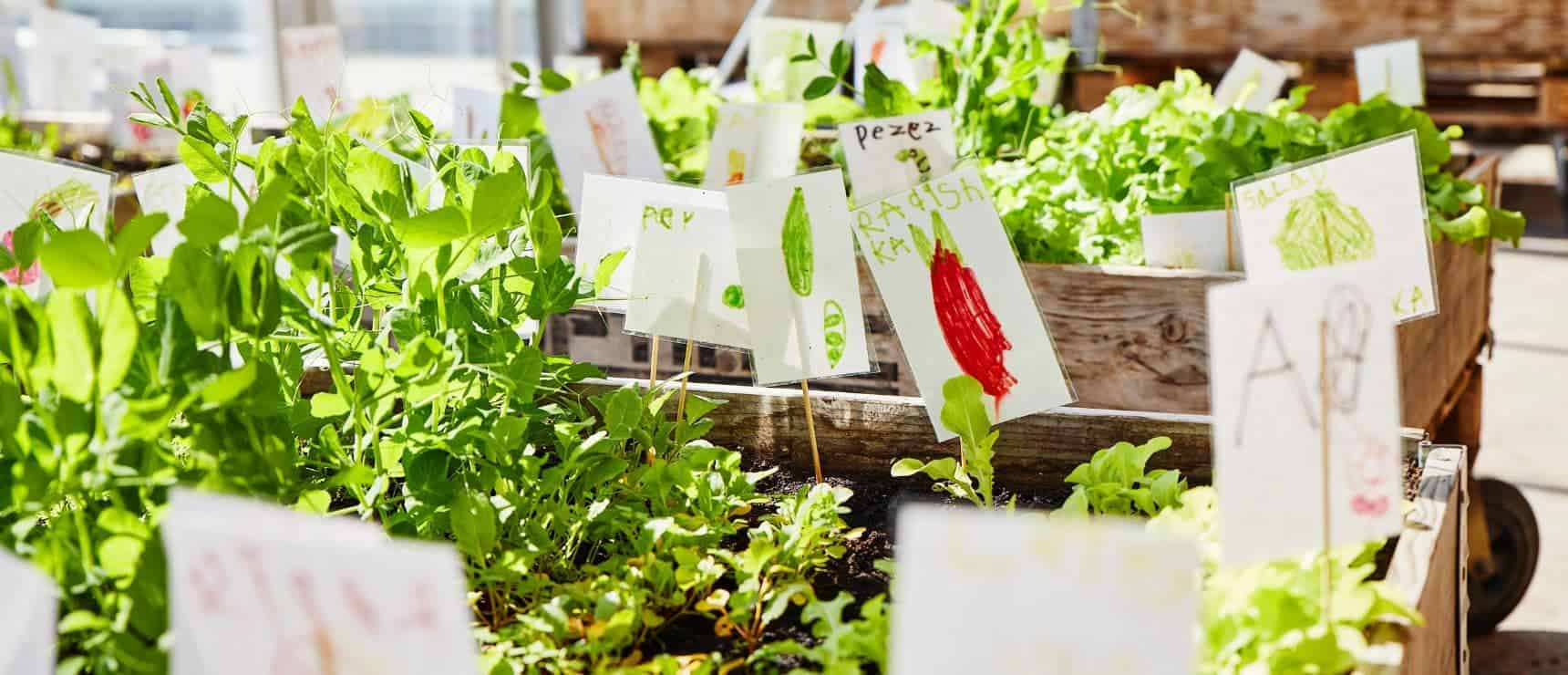 Educating Champions of a Sustainable World at Copenhagen International School 4 Fresh organic vegetable garden with colorful handwritten plant labels at World Schools.