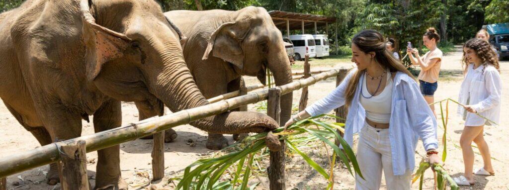 Elephants at sanctuary feeding with visitors, eco-tourism, wildlife conservation, educational tourism, for world schools images.