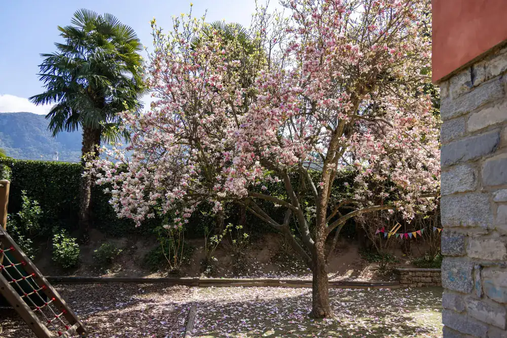 This Month at TASIS: April 2025 9 Lush blooming cherry blossom tree in a beautiful garden at World Schools.