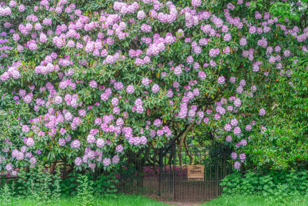 Beautiful blooming pink and purple flowers covering a large tree at Brockwood Park School.