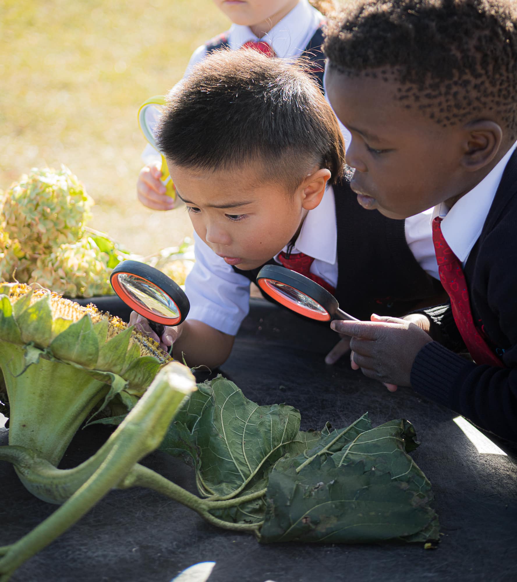 WSGallery-Calgary French International School-Acadmics-2