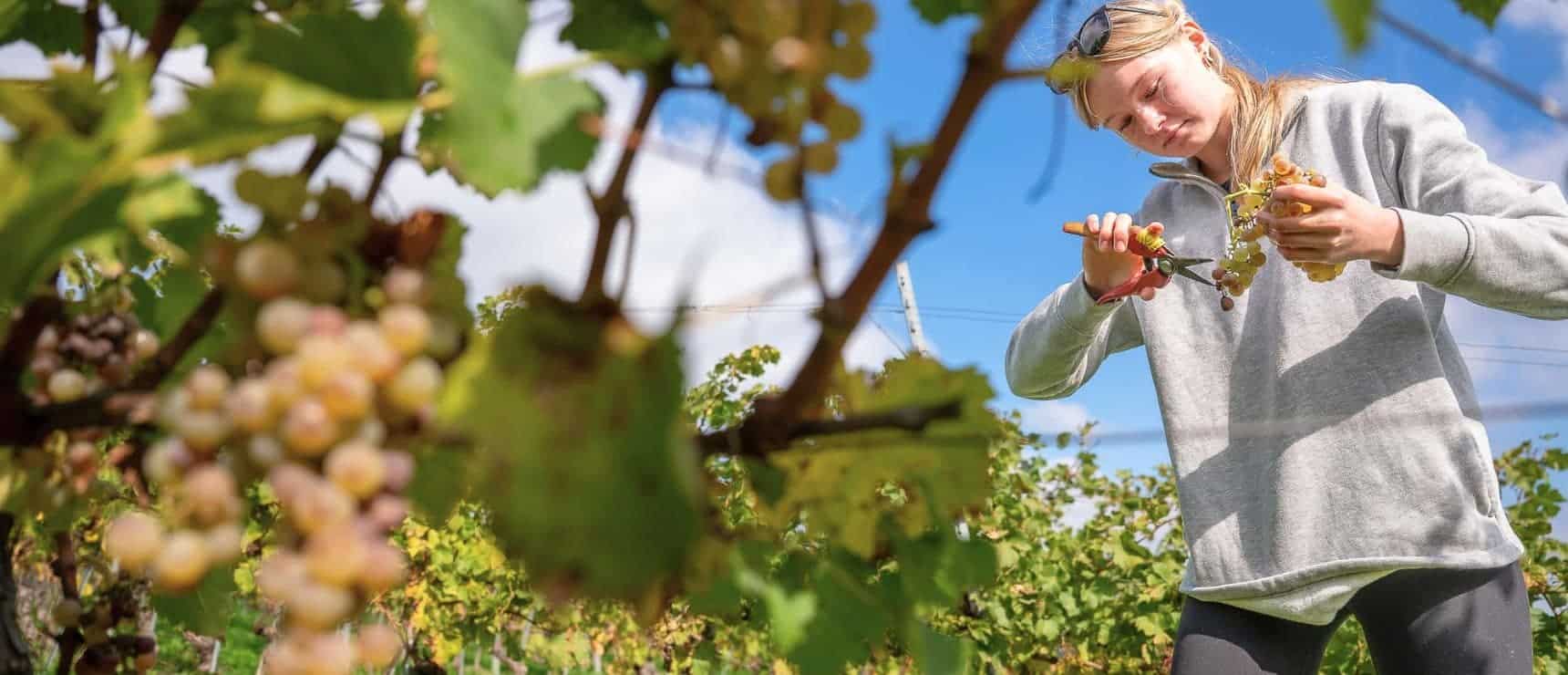 Cultivating Curiosity: Biology Comes Alive at Les Trois Terres Vineyard